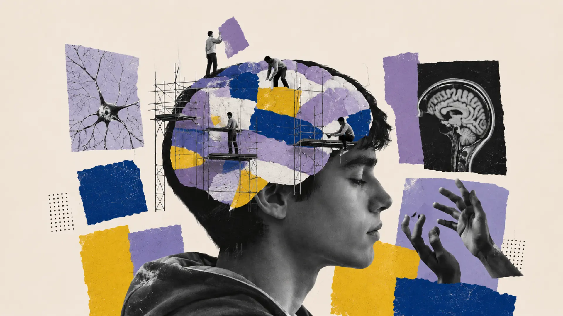 El cerebro de un adolescente, una obra con distintas fases de maduración