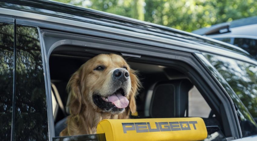 Peugeot E-5008 Dog Edition Concept: el SUV eléctrico pensado para viajar con tu perro