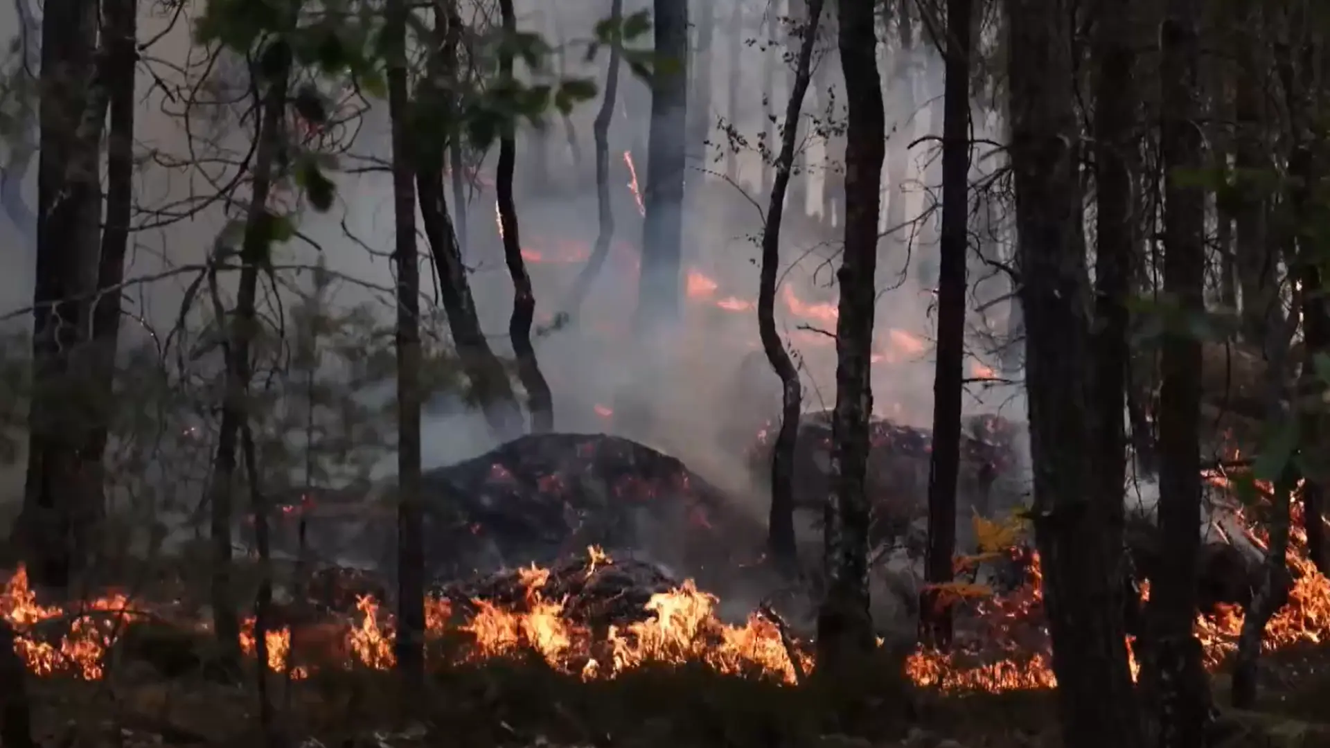 Un bombero, detenido por «prender fuego a unas ramas» y provocar uno de los focos del incendio de Fontainebleau
