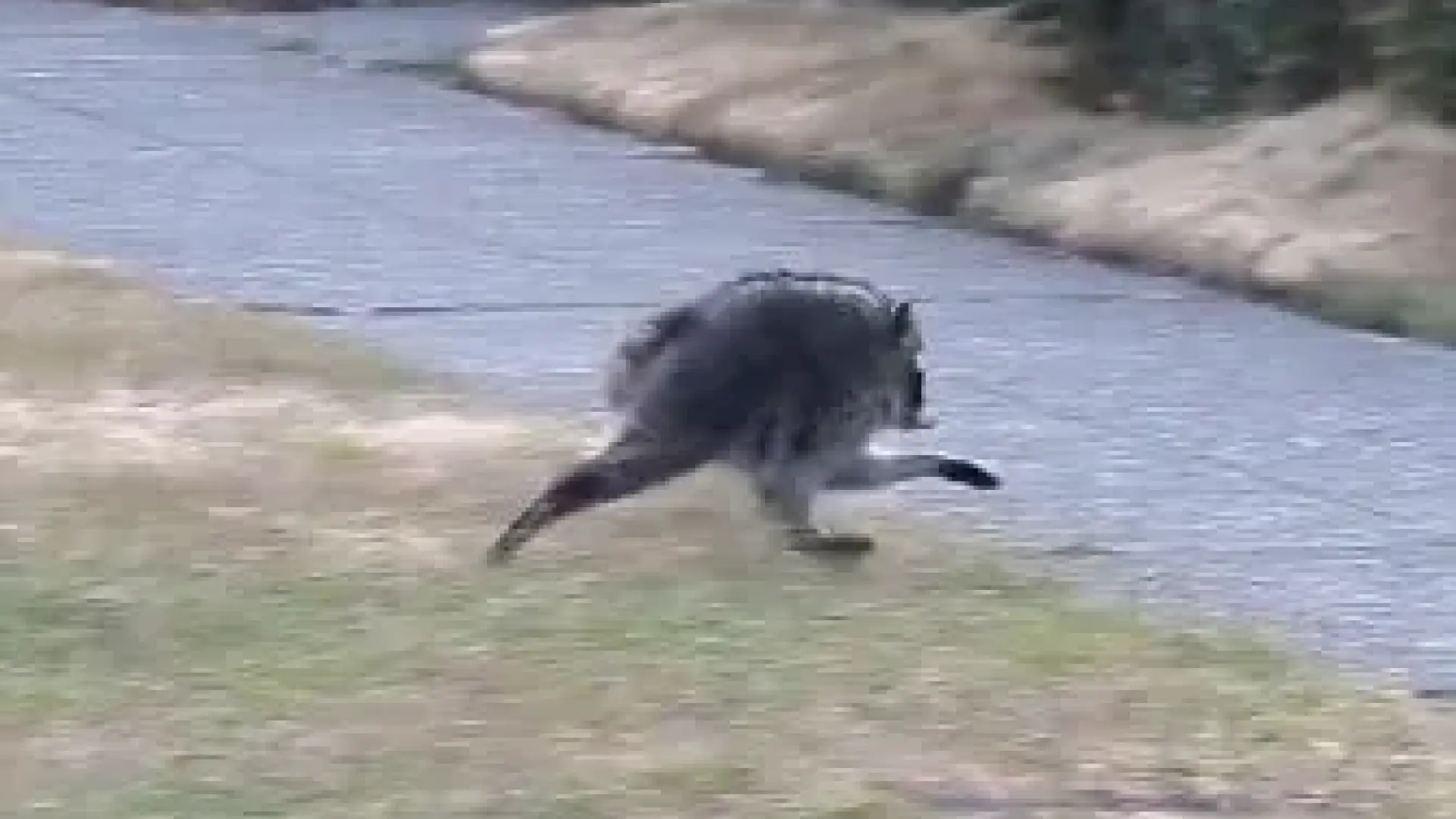 Jimothy, el extraño mamífero que recorre las calles de Seattle y se ha hecho viral: «Nunca había visto un animal igual»