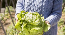 ¿Fue lechuga mexicana? La ruta de la FDA para dar con origen de casos de diarrea por Cyclospora