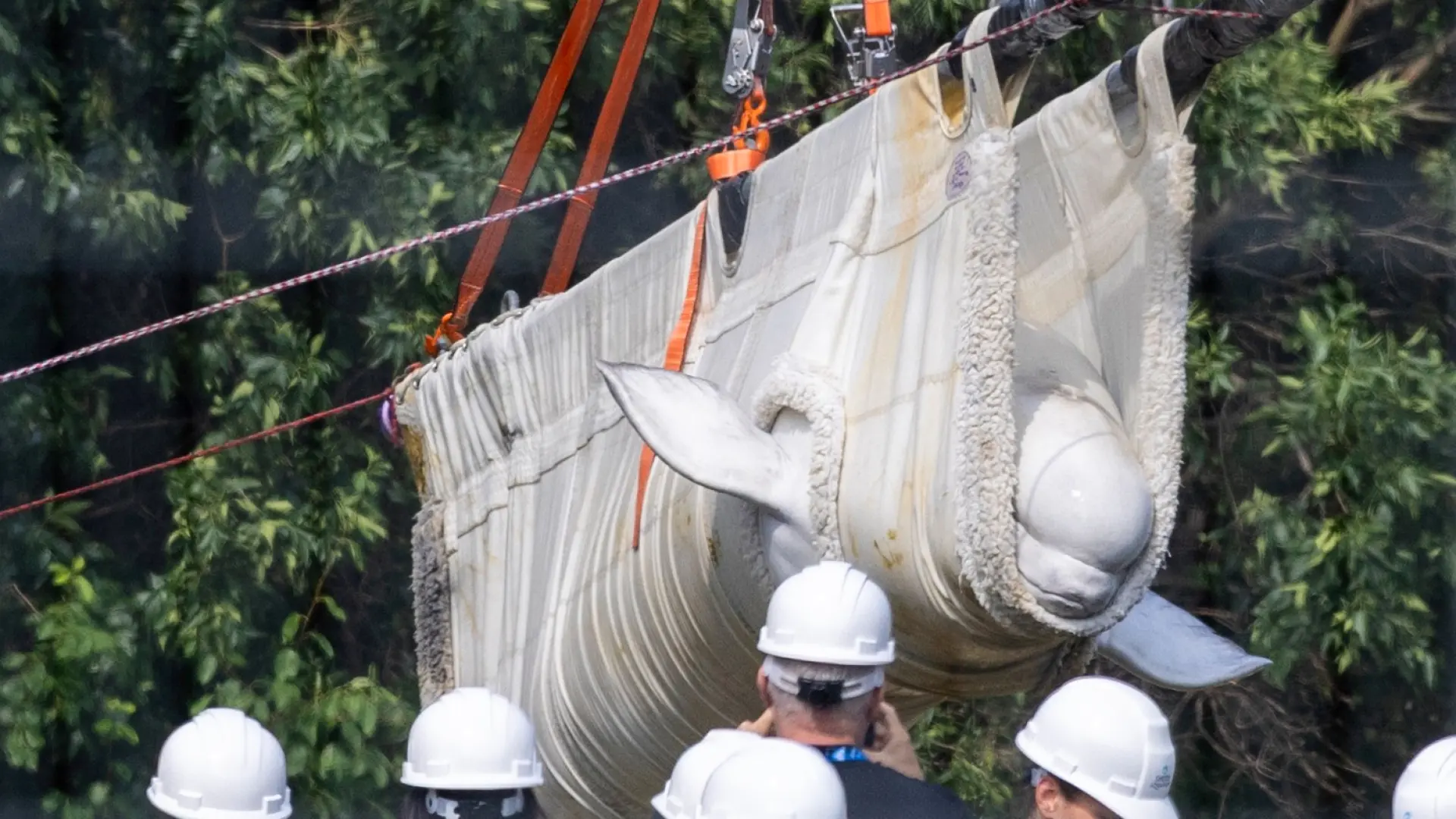 EEUU recibe las primeras seis belugas del clausurado parque canadiense Marineland