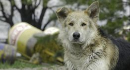 Mascotas rescatadas entre escombros en Venezuela esperan por sus dueños