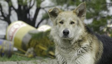 Mascotas rescatadas entre escombros en Venezuela esperan por sus dueños