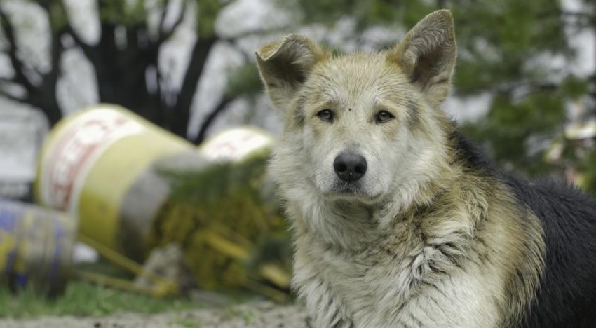 Mascotas rescatadas entre escombros en Venezuela esperan por sus dueños