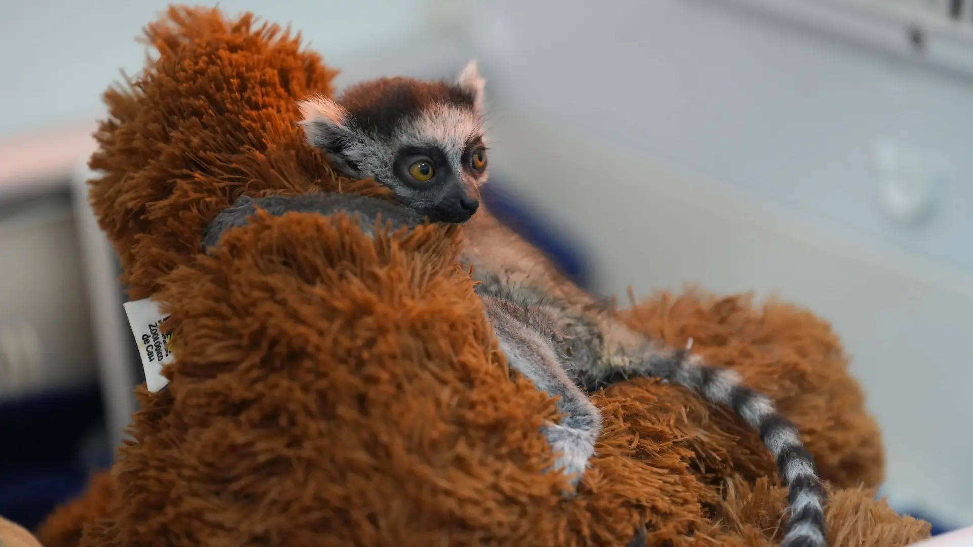 El 'nuevo Punch': una cría de lémur se aferra a un peluche tras ser rechazada por su madre en un zoológico de Colombia