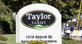 Salud descarta contaminación por Cyclospora en muestra de lechuga de Taylor Farms en México