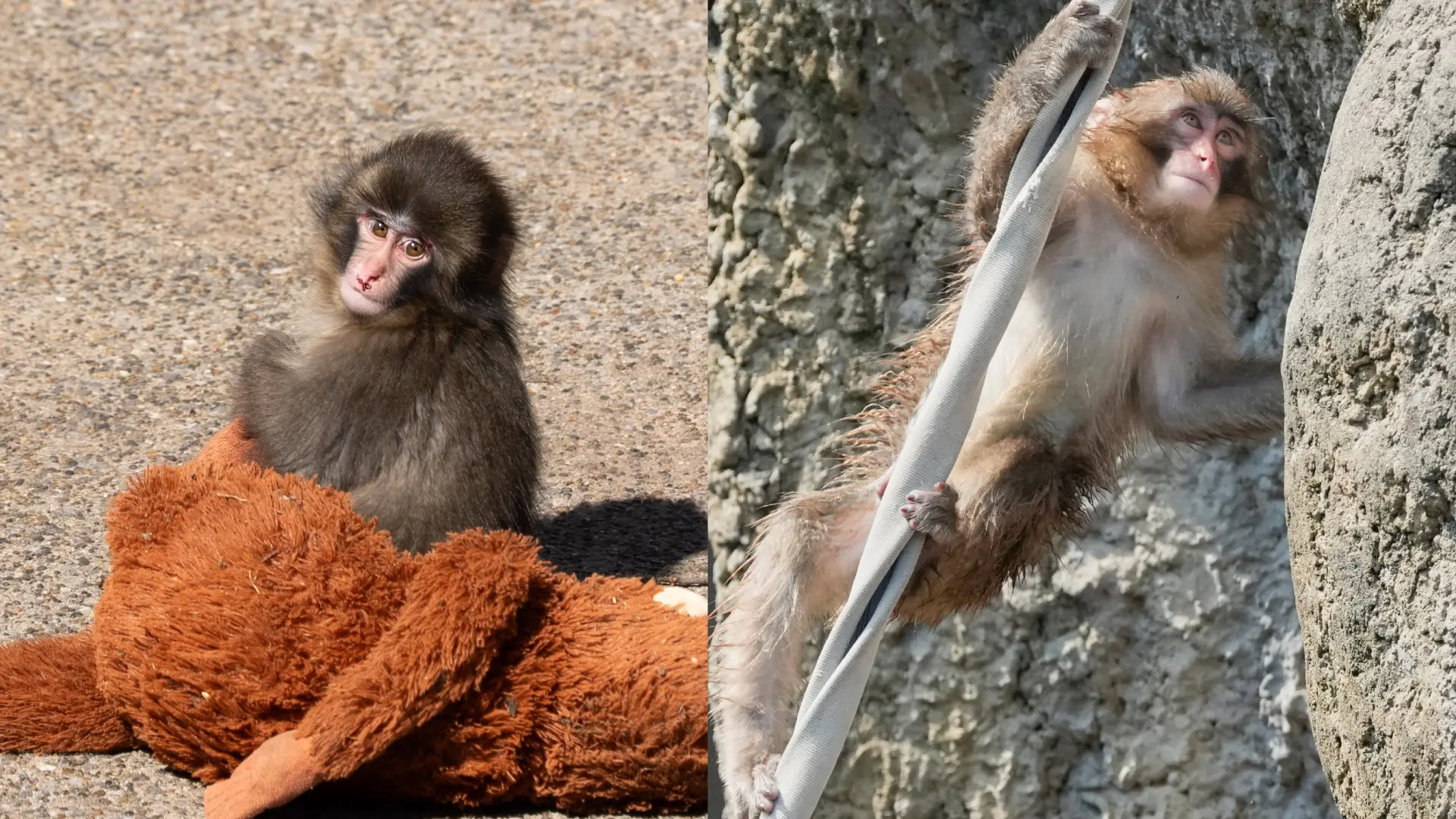 Punch, el bebé macaco que conquistó los corazones de todo el mundo tras volverse viral, cumple un año