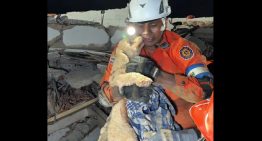 Cada vida cuenta: el conmovedor rescate de una perrita por parte del equipo de El Salvador (VIDEO)