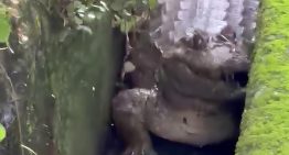 VIDEOS: Avistaron un caimán en un canal de desagüe de El Hatillo