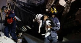 NYT: Entre los escombros de Venezuela, una búsqueda de mascotas perdidas