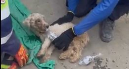 Laila, la perrita que fue rescata tras 29 días entre los escombros (VIDEO)