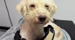 La historia de Bailey, el perro que pasó 29 días sepultado tras los devastadores terremotos en Venezuela
