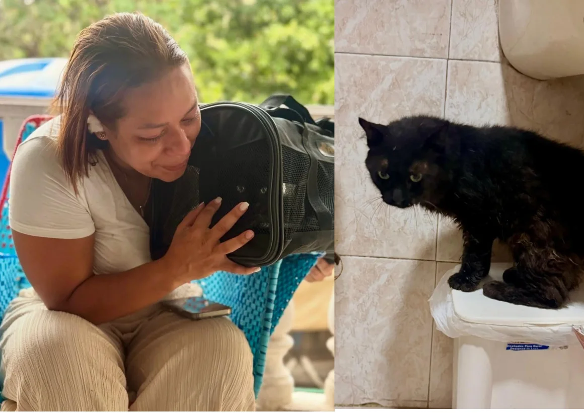 Más de 600 mascotas fueron rescatadas entre los escombros tras los terremotos en Venezuela