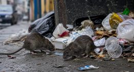 Hantavirus: qué es, cómo se transmite y por qué puede ser una enfermedad mortal