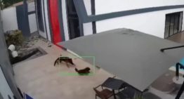 El instinto de estos perros durante el doble terremoto quedó registrado en VIDEO