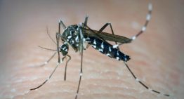 Día internacional contra el dengue: qué es, cómo se contagia y cómo prevenirlo
