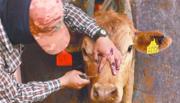 Querétaro registra 78 casos activos de gusano barrenador
