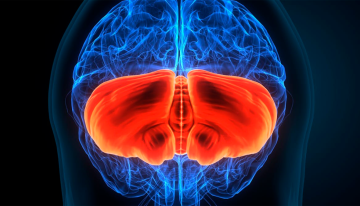 Salud Cerebral: 4 consejos para integrar hábitos que ayuden a protegerte