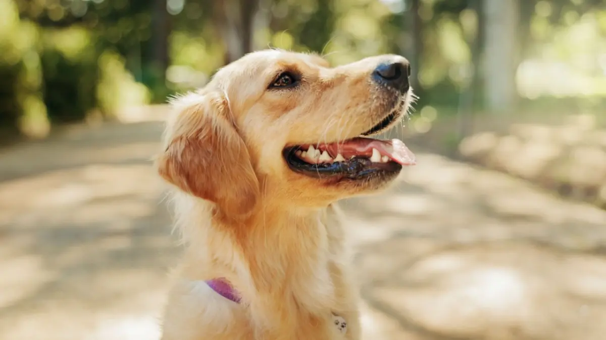 Esterilización de perros y gatos: ¿puede frenar la población de animales en las calles?