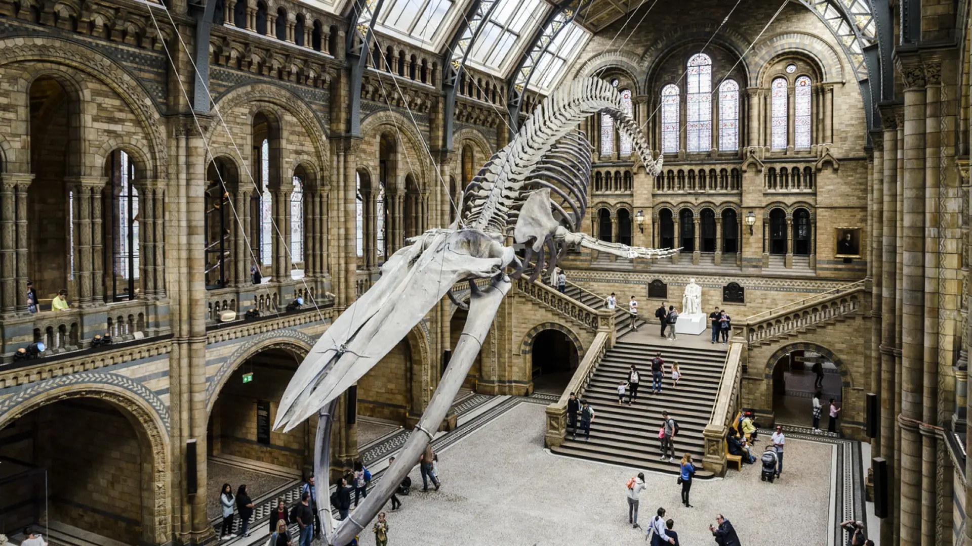 El Museo de Historia Natural de Londres reabre una galería cerrada desde la Segunda Guerra Mundial