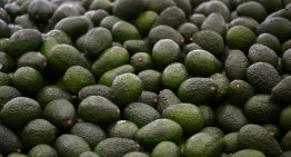 Sheinbaum anuncia plan para reactivar las exportaciones de aguacate de Michoacán a EU