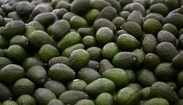 Sheinbaum anuncia plan para reactivar las exportaciones de aguacate de Michoacán a EU