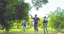 Aguacate mexicano: Estados Unidos destaca acuerdos de seguridad para reanudar operaciones en Michoacán