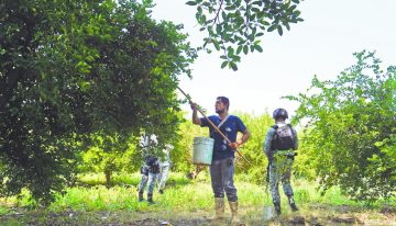Aguacate mexicano: Estados Unidos destaca acuerdos de seguridad para reanudar operaciones en Michoacán