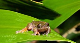 Hallazgo en Costa Rica: Identifican una nueva especie de rana que habita en cafetales