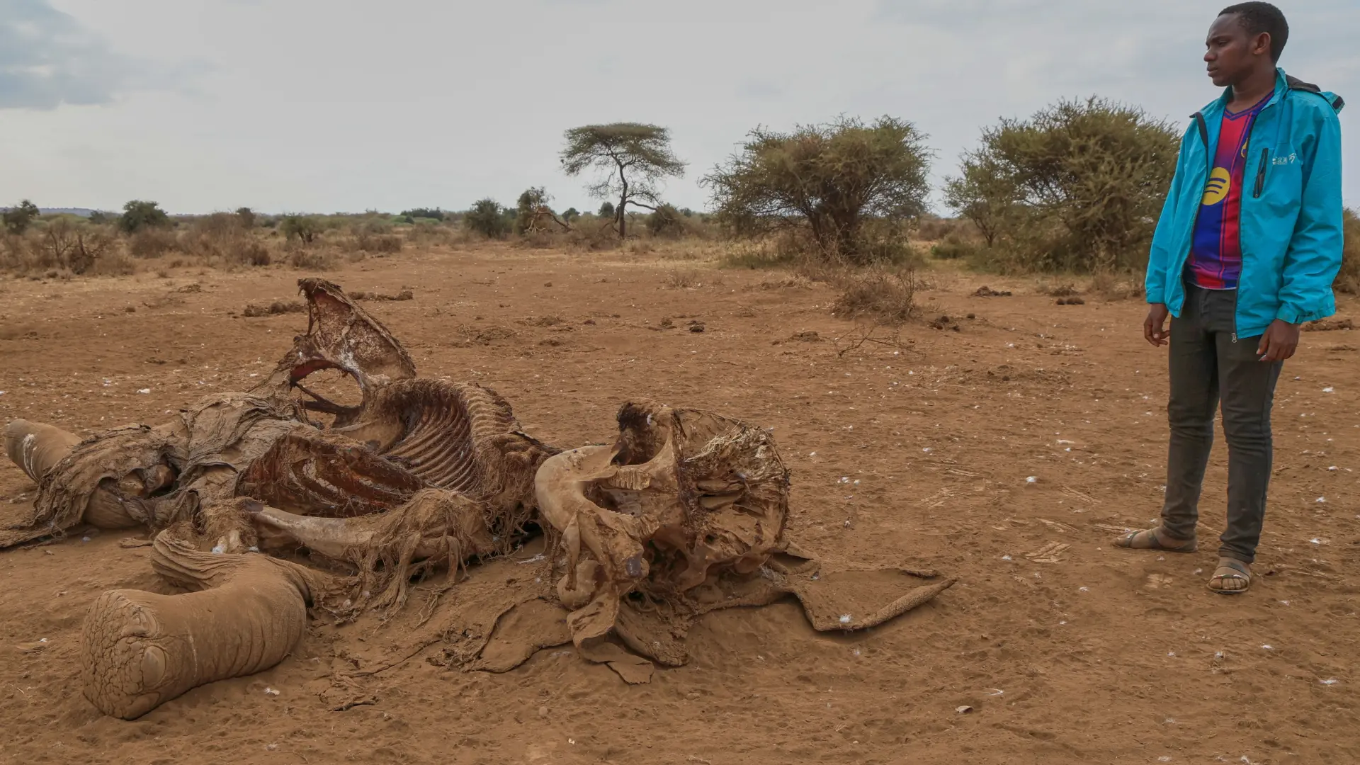 ¿Veneno o enfermedad? El misterio que rodea la muerte de al menos 18 elefantes en Kenia