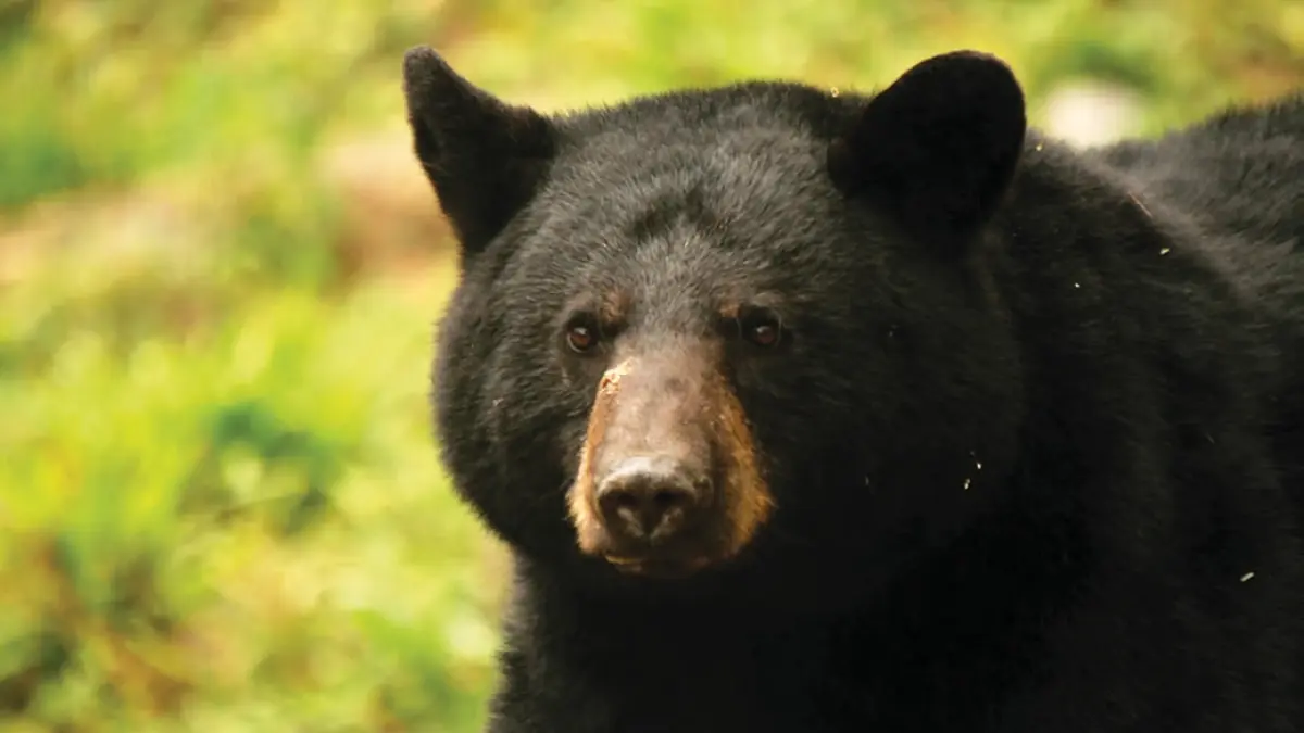 Colorado supera récord de avistamientos de osos