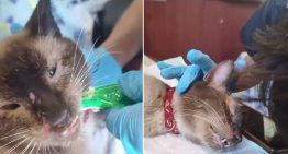 Emotivo VIDEO: veterinarios atienden a un gatito rescatado tras 37 días entre los escombros