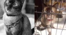 Murió Félix, el valiente gato que sobrevivió 37 días bajo los escombros en La Guaira
