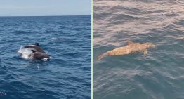 Delfines reaparecieron frente a las costas de La Guaira a dos meses de los terremotos (VIDEO)