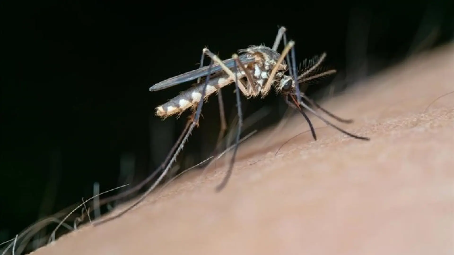Radiografía del virus del Nilo en España: una enfermedad endémica que crece por el calor y los mosquitos y para la que no hay vacuna