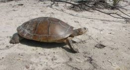 Rescatan a tortuga galápago entre los escombros en La Guaira (VIDEO)