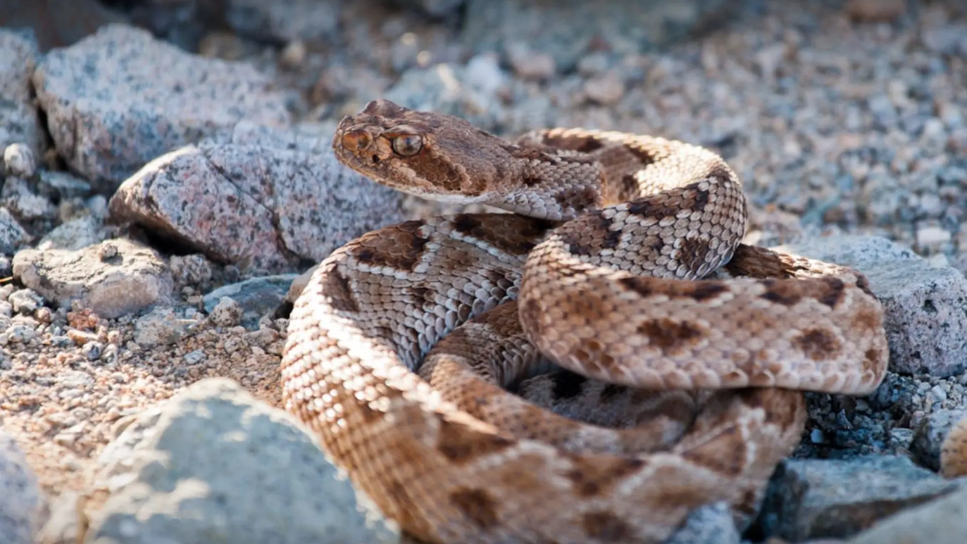 Mueren tres niñas por la mordedura de una serpiente venenosa en un internado
