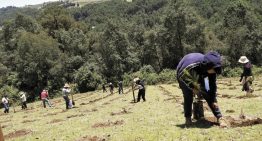 Caen 63.6% zonas reforestadas en 1er semestre del 2026
