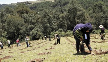 Caen 63.6% zonas reforestadas en 1er semestre del 2026