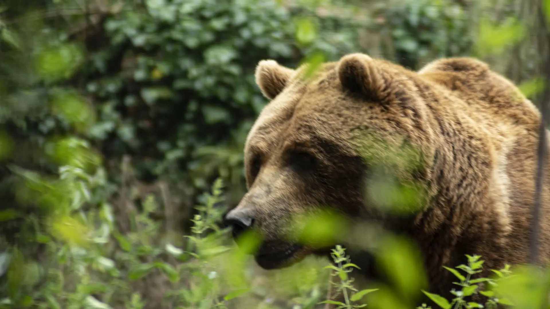 Un grupo de osos aterroriza a un pueblo en Rusia: se han producido ya seis muertes en solo un mes