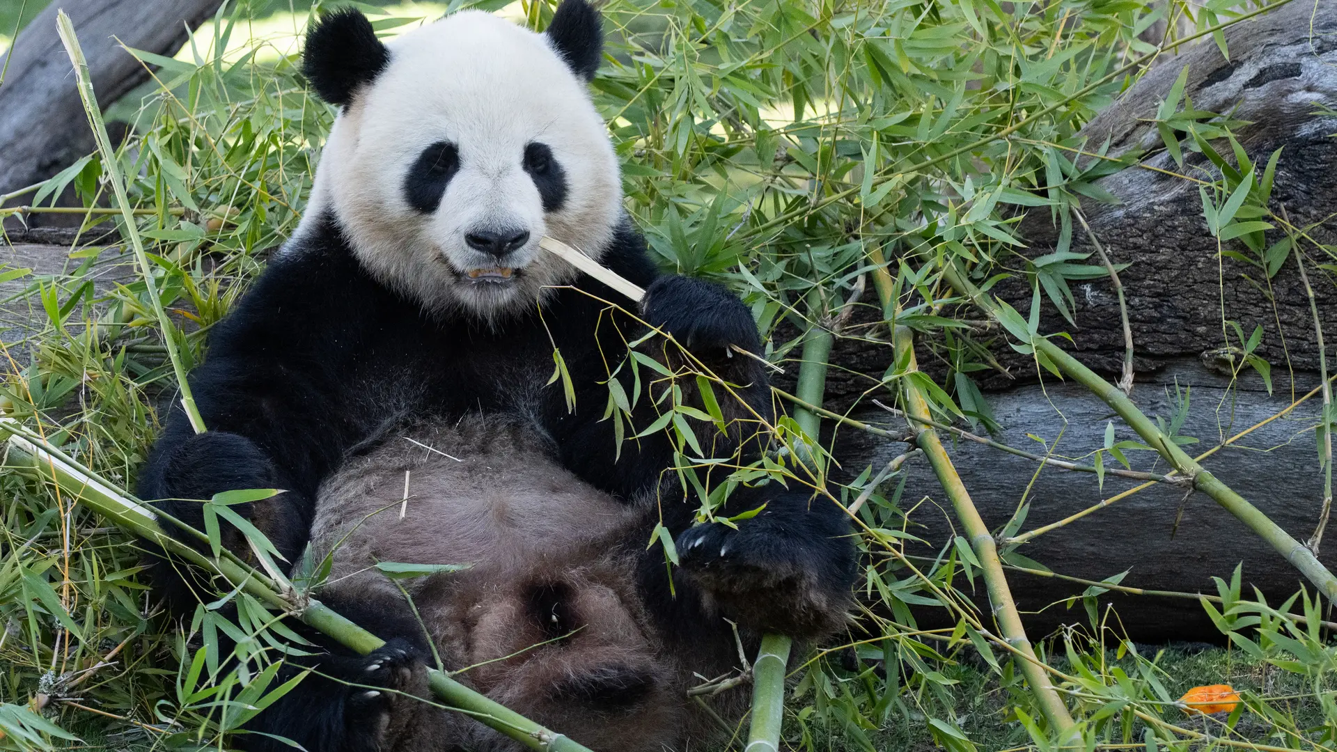 China reactiva con EEUU su «diplomacia de los pandas» durante la visita de Xi