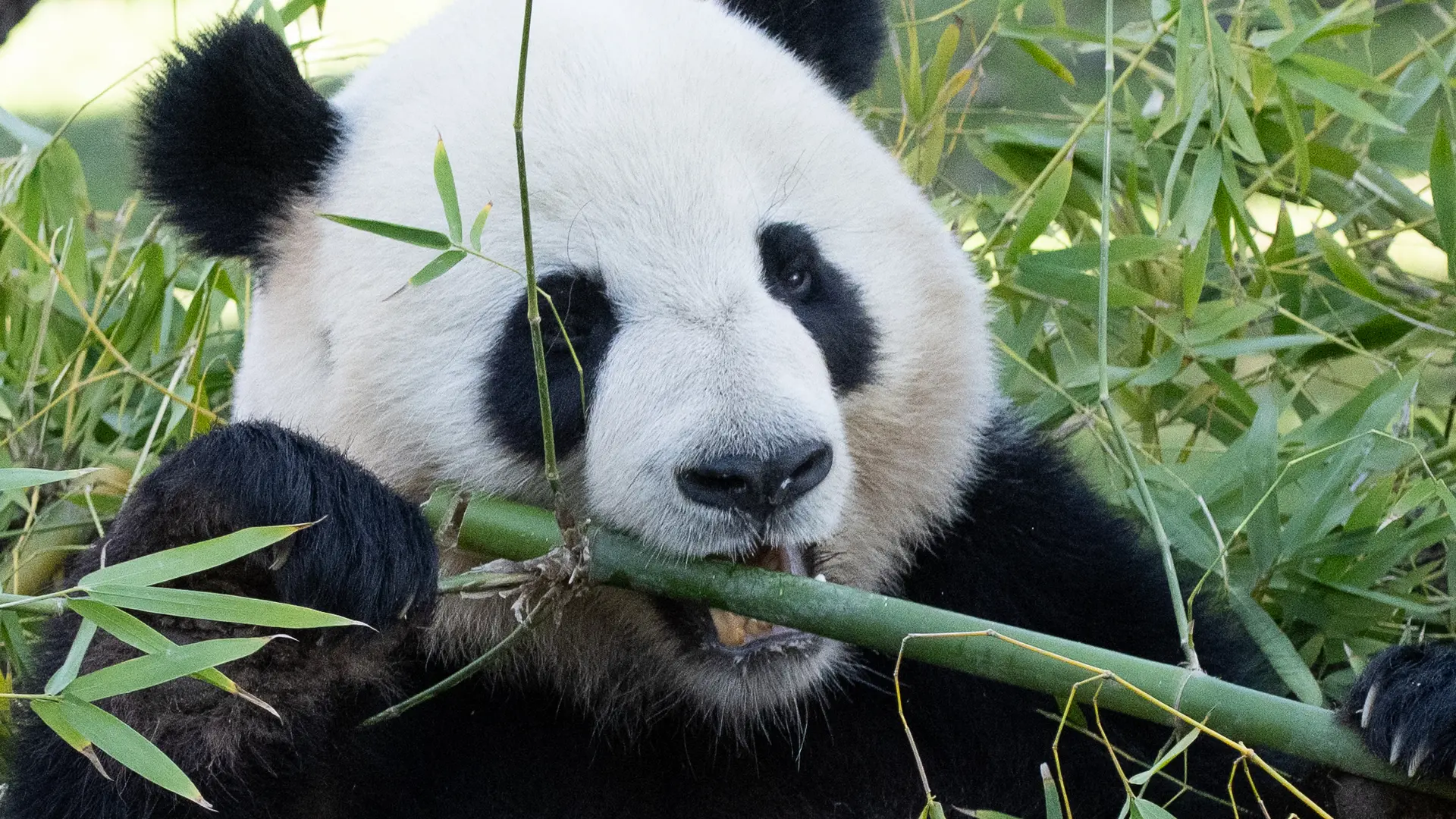 China aplica la 'diplomacia del panda' con EEUU: Xi Jinping anuncia ante Donald Trump la llegada de dos ejemplares al zoo de Atlanta