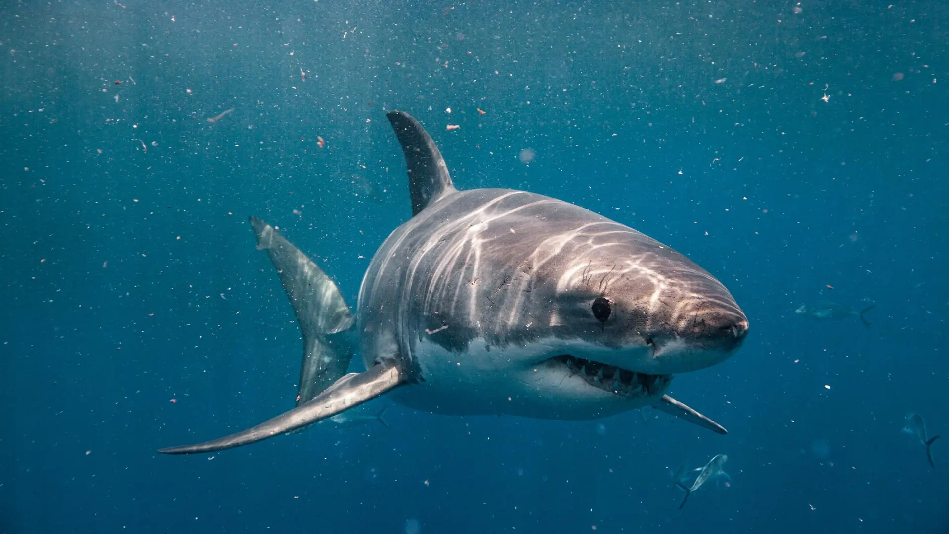 Muere un hombre tras ser atacado por un tiburón en una playa de Australia