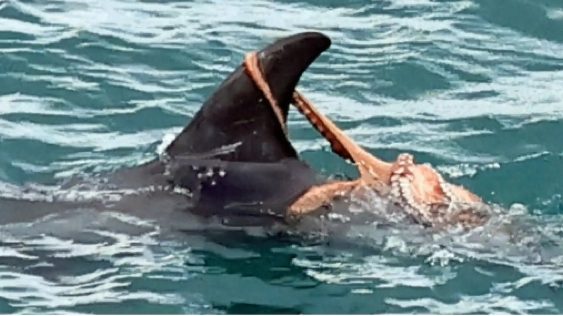 Las imágenes de un pulpo «montando» a un delfín de Risso: una plaga en Inglaterra «cambia las relaciones entre las especies»