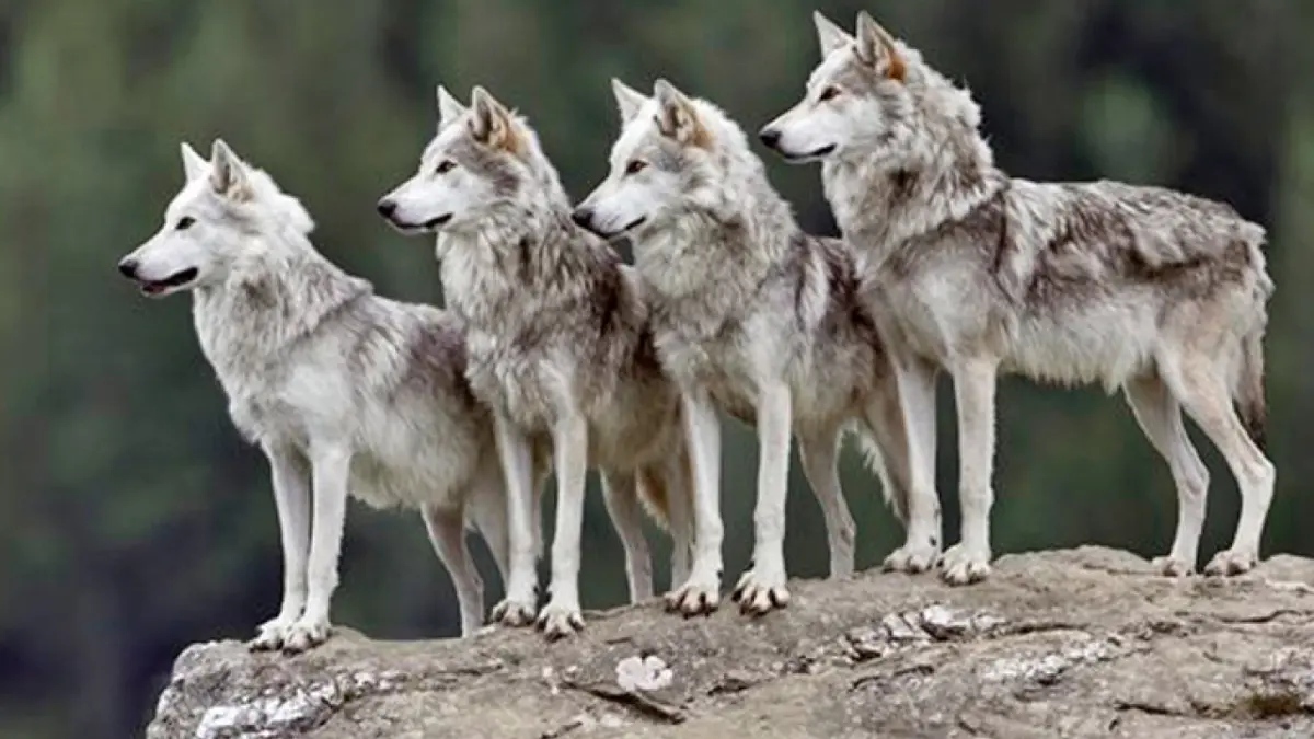 ¿El lobo mexicano podrá ser cazado en Estados Unidos? Trump ordena revisar su protección federal