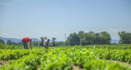 Día Mundial de la Agricultura: Qué necesita México para producir los alimentos que llegan a la mesa