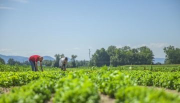 Día Mundial de la Agricultura: Qué necesita México para producir los alimentos que llegan a la mesa