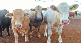 Sobreoferta de carne amenaza con desarticular la producción nacional