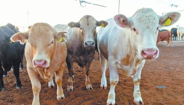 Sobreoferta de carne amenaza con desarticular la producción nacional